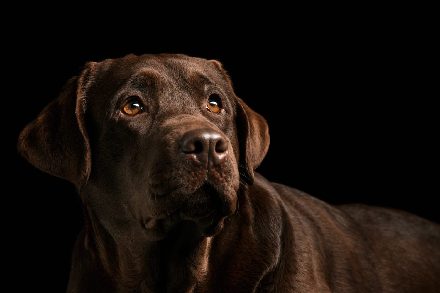 Cane Corso Guia Completo sobre Treinamento, Cuidados e Temperamento