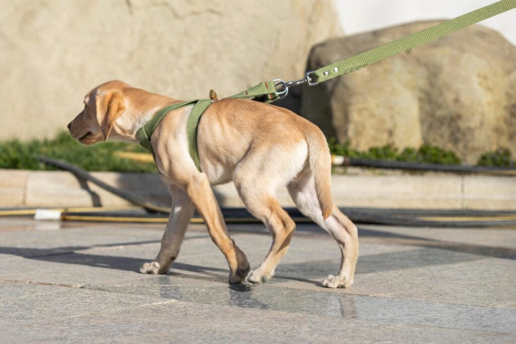 Como seu cachorro vai fazer xixi no Lugar Certo: 7 dicas 1 Como seu cachorro vai fazer xixi no Lugar Certo