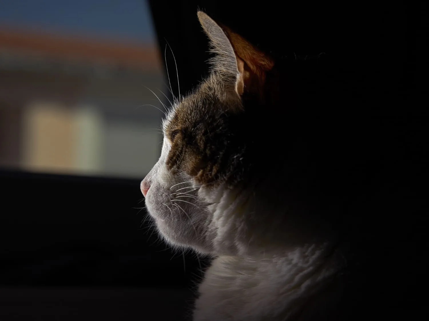 Gato com Ansiedade: 7 Sinais e Como Ajudá-lo