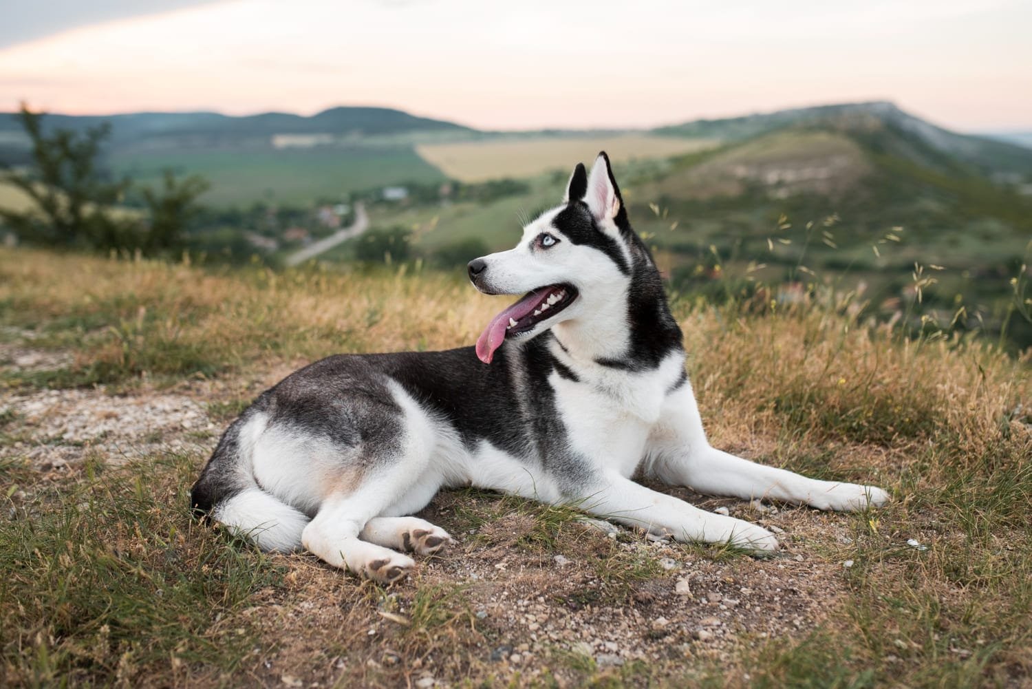 Husky Siberiano