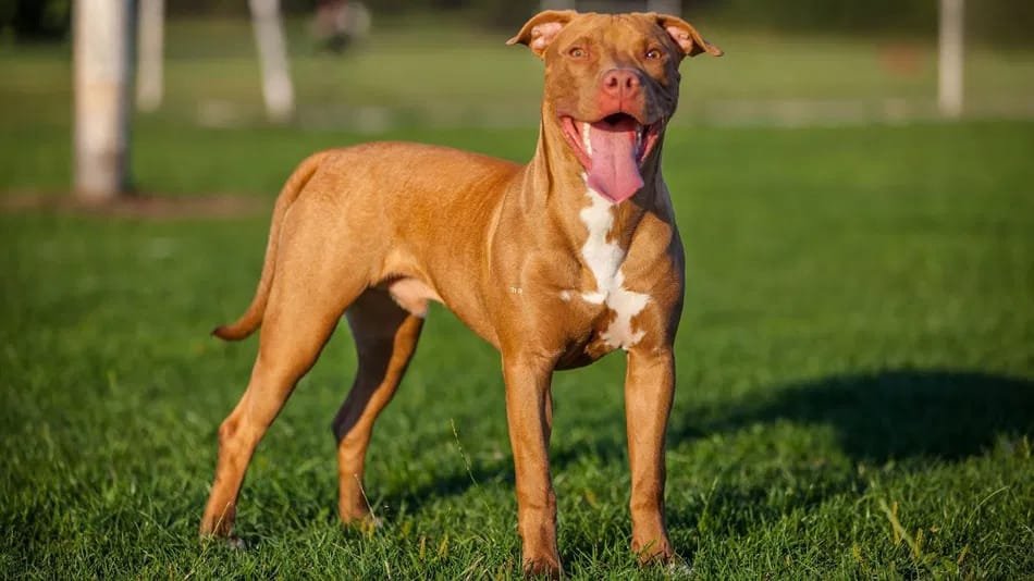 Características Físicas do Pitbull