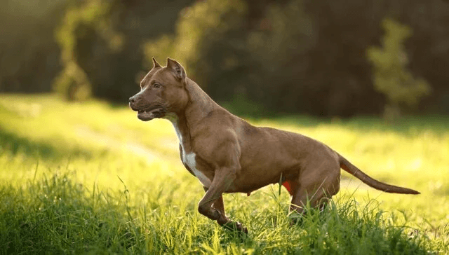 Pitbull Guia de Personalidade, Treinamento e Cuidados da Raça