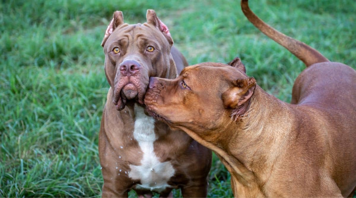 Cuidados Essenciais para Pitbull