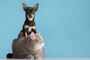 Problemas de Pele em Cães e Gatos Cuidados e Tratamento