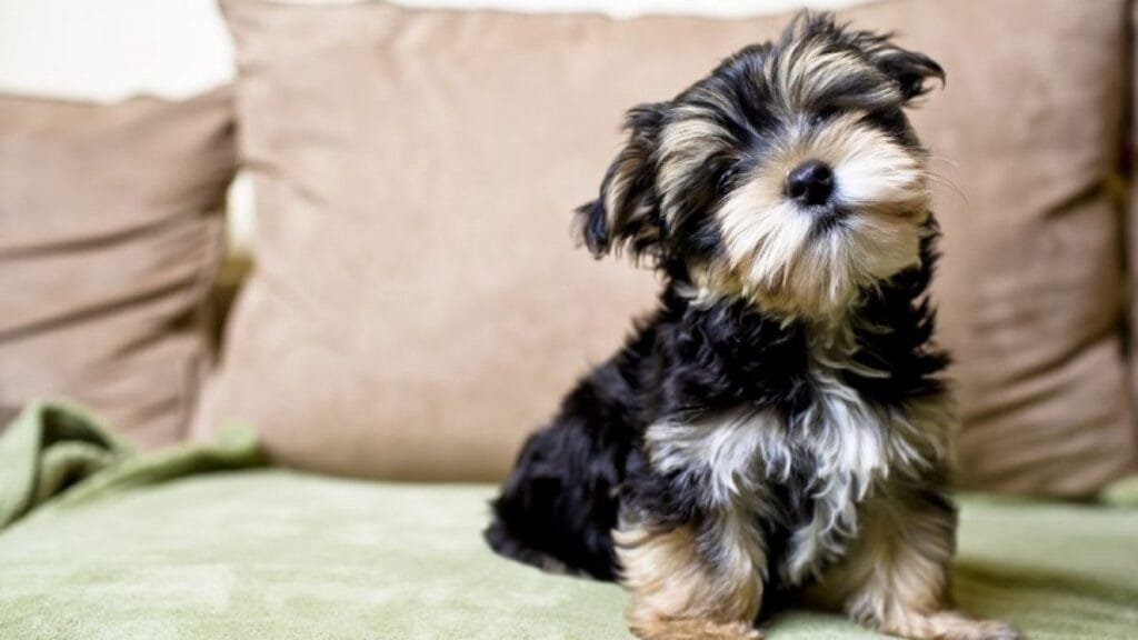 Yorkshire Terrier: Dicas de Cuidados, Treinamento e Saúde 3 Yorkshire Terrier