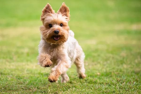 Yorkshire-Terrier