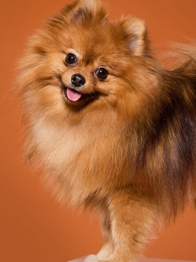 6 Curiosidades Surpreendentes sobre o Lulu da Pomerânia