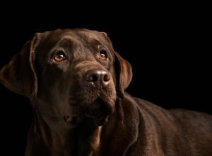 Cane Corso Guia Completo sobre Treinamento, Cuidados e Temperamento