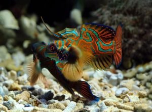 Como Escolher a Alimentação Ideal para Peixes de Aquário