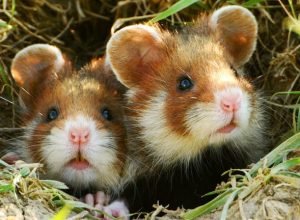 Hamsters