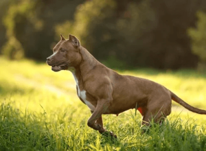 Pitbull Guia de Personalidade, Treinamento e Cuidados da Raça