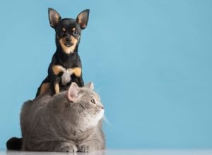 Problemas de Pele em Cães e Gatos Cuidados e Tratamento