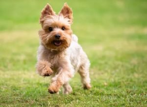 Yorkshire-Terrier