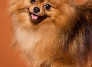 6 Curiosidades Surpreendentes sobre o Lulu da Pomerânia