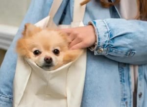 Lulu da Pomerânia: Características, Cuidados e Personalidade da Raça